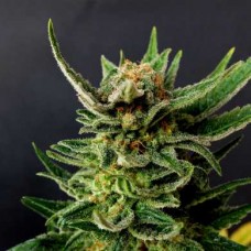 Gypsy Kush Feminised