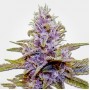 Auto Blue Dream Feminised