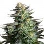 Auto Amnesia Haze Feminised