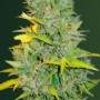 Auto Biggest Bud Feminised