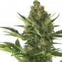 Auto Amnesia XXL Feminised