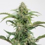 Auto CBD Dinamed Feminised