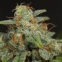 Auto CBD Dinamed Feminised