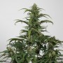 Auto CBD Dinamed Feminised