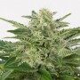 Auto CBD Haze Feminised