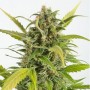 Auto CBD Haze Feminised