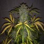 Auto CBD Industrial Plant Feminised