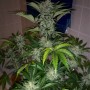 Auto CBD Industrial Plant Feminised