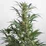 Auto Amnesia XXL Feminised