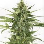 Auto Blue Cheese Feminised