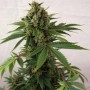 Auto Blue Cheese Feminised