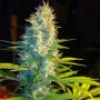 Auto Blue Cheese Feminised