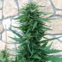 Auto Blue Cheese Feminised