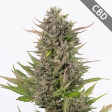 Auto CBD Critical Feminised