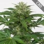 Auto CBD Haze Feminised