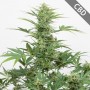 Auto CBD Industrial Plant Feminised