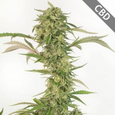 Auto CBD OG Kush Feminised