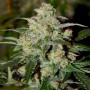 Auto Colorado Cookies Feminised Silver