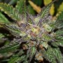 Auto Colorado Cookies Feminised Silver