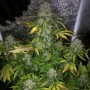 Auto Colorado Cookies Feminised Silver