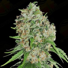 Auto Frosty Haze Feminised Silver