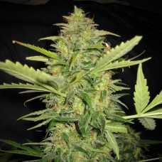 Auto Lime Skunk Feminised Silver