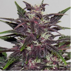 Auto Purple Kush Feminised Silver