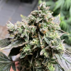 Auto White Widow Feminised Silver