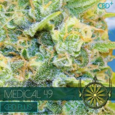 Medical 49 CBD+ Feminised