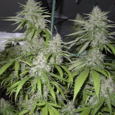 Auto Amnesia Feminised