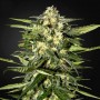 Auto Jack Herer Feminised