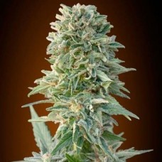 Auto Jack Herer Feminised