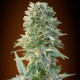 Auto Jack Herer Feminised