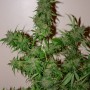 Auto White Russian Feminised