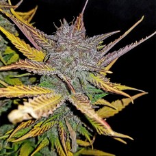 Auto Cream Cookies Feminised