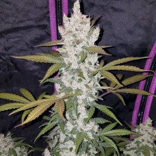 Auto Girl Scout Cookies Feminised