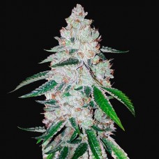 Auto West Coast O.G. Feminised