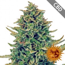 CBD Blue Shark Feminised