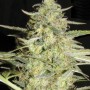 Auto Amnesia Platinum Feminised