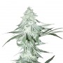 Auto Amnesia Haze Feminised