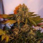 Auto Bigger Bud Feminised