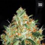 Auto Original Orange Bud Feminised