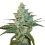 Special Lime Haze Feminised