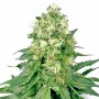 White Widow Feminised