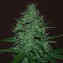 Auto Amnesia Haze Feminised