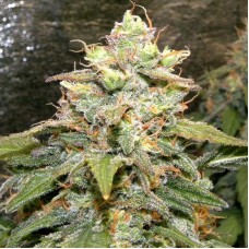 Auto Bigger Bud Feminised