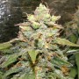 Auto Bigger Bud Feminised