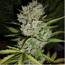 Auto Special Skunk Feminised