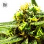 Nepal Gold CBD