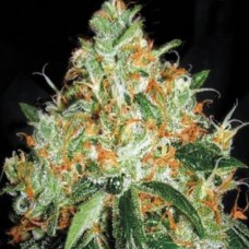 Original Orange Bud Feminised